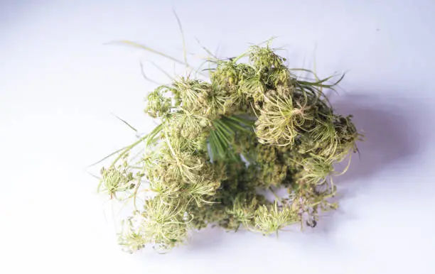 high quality cannabis flower